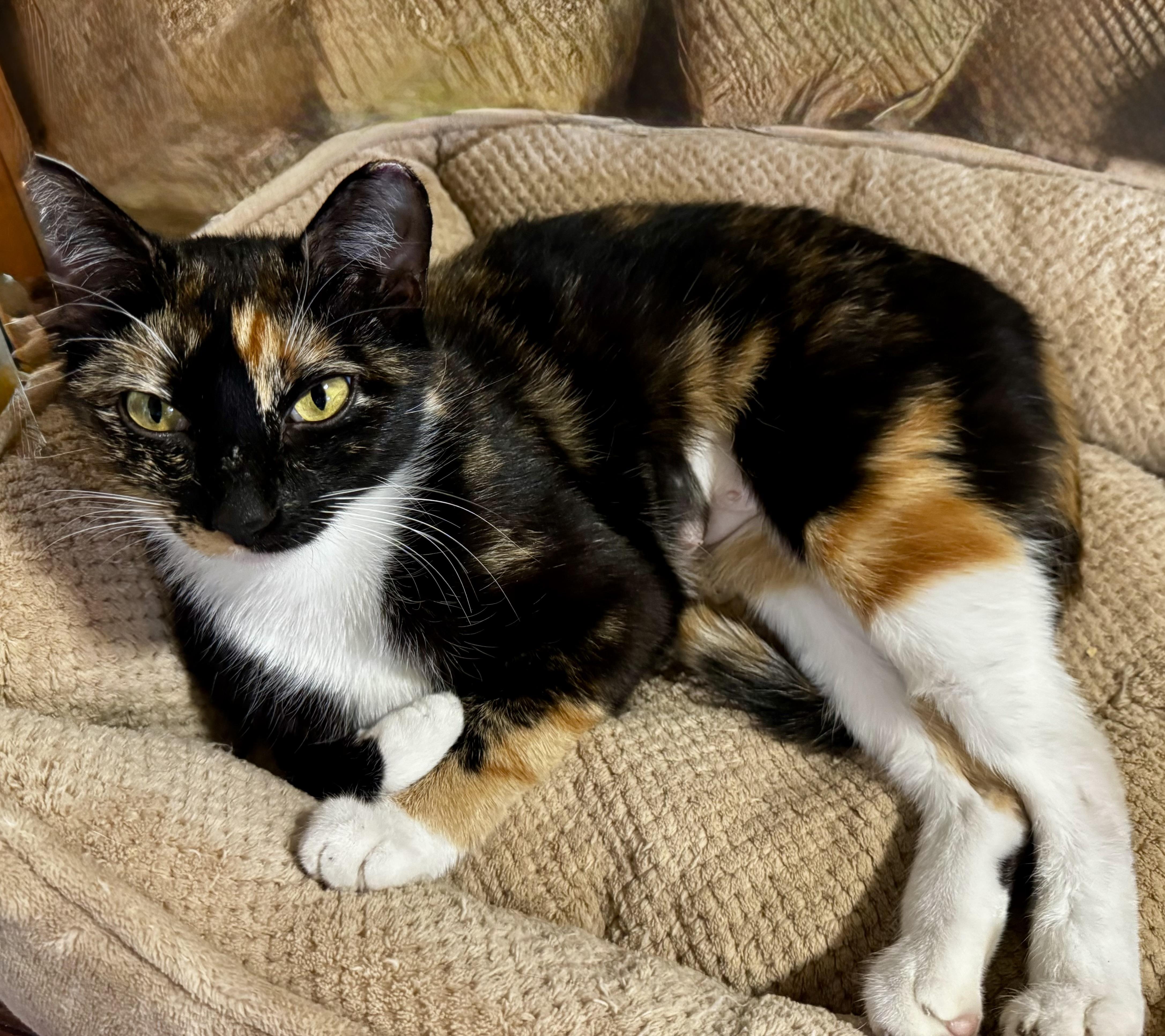 Enlarge Plum (confident - loving - affectionate), a Adoptable mixed breed in San Jose, CA image 1/3