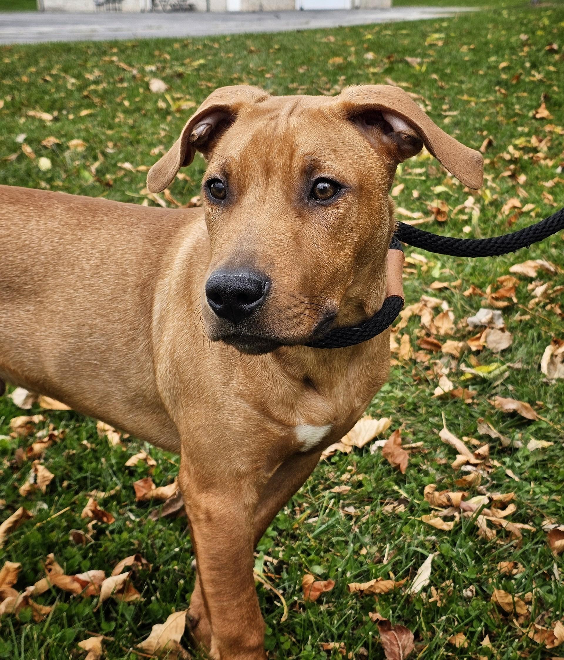Twix, Adopted, Young Male Labrador Retriever & Hound.