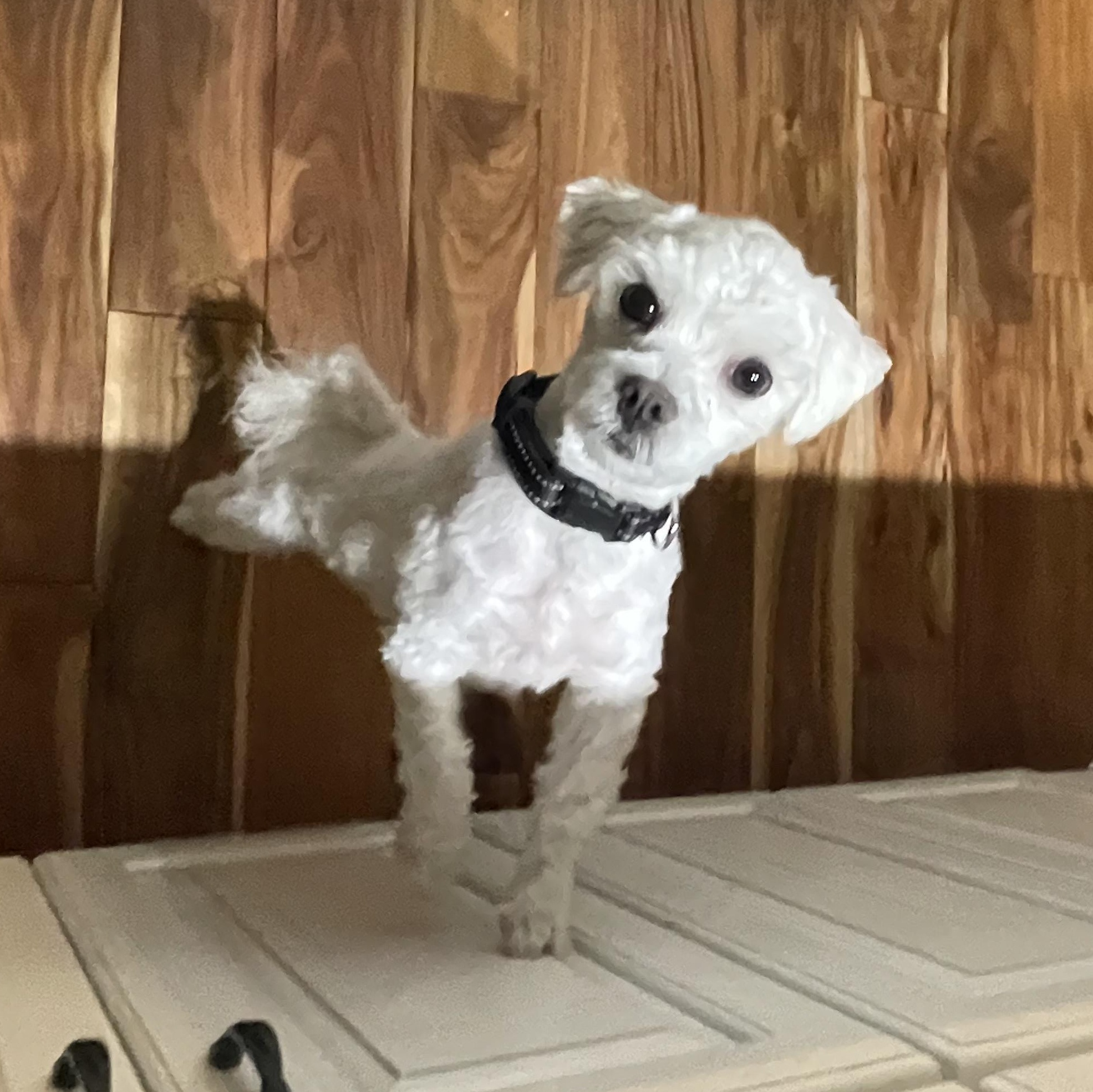 Ziggy, Adoptable, Young Male Maltipoo.