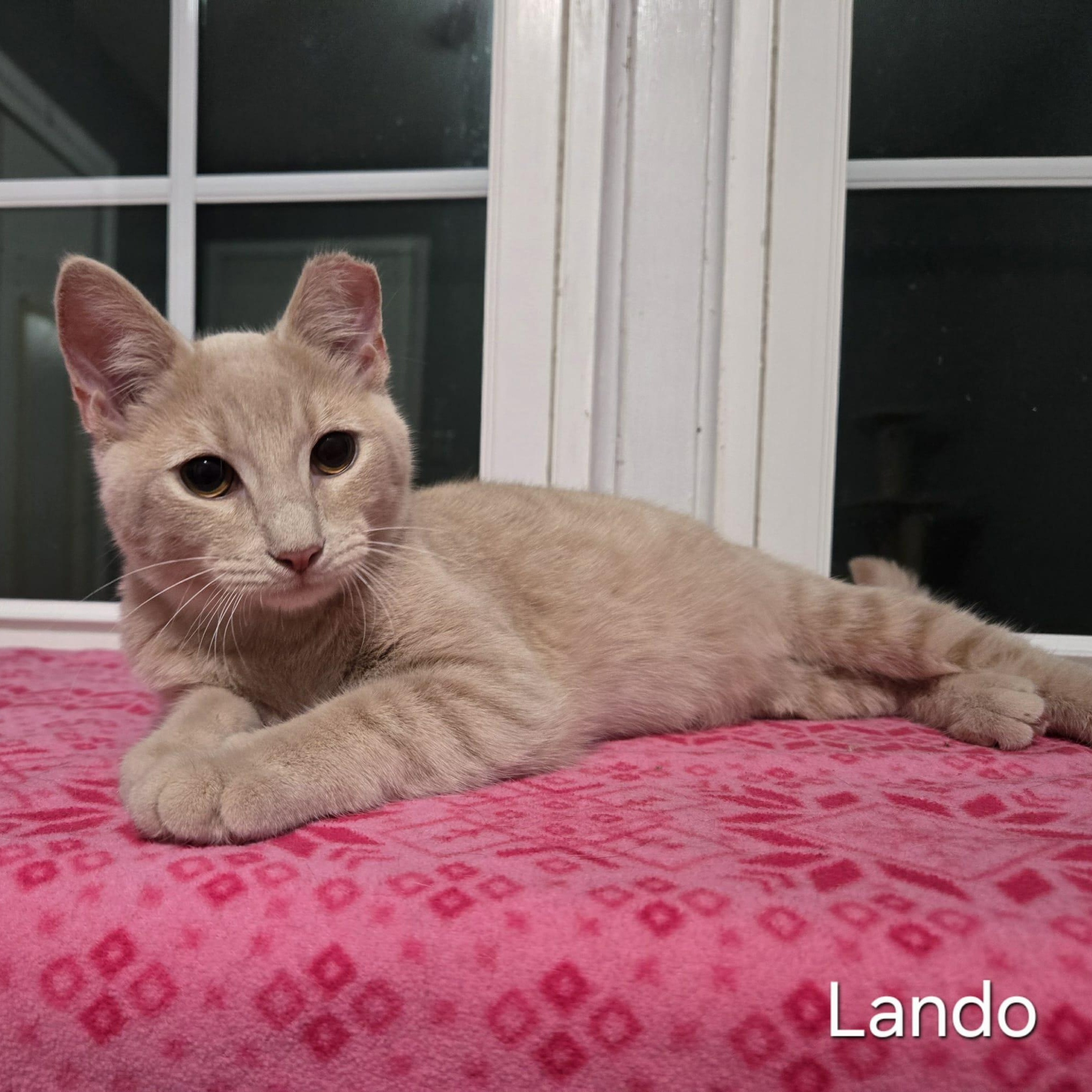Enlarge Lando, a ADOPTABLE Domestic Short Hair in Sedalia, MO image 1/1