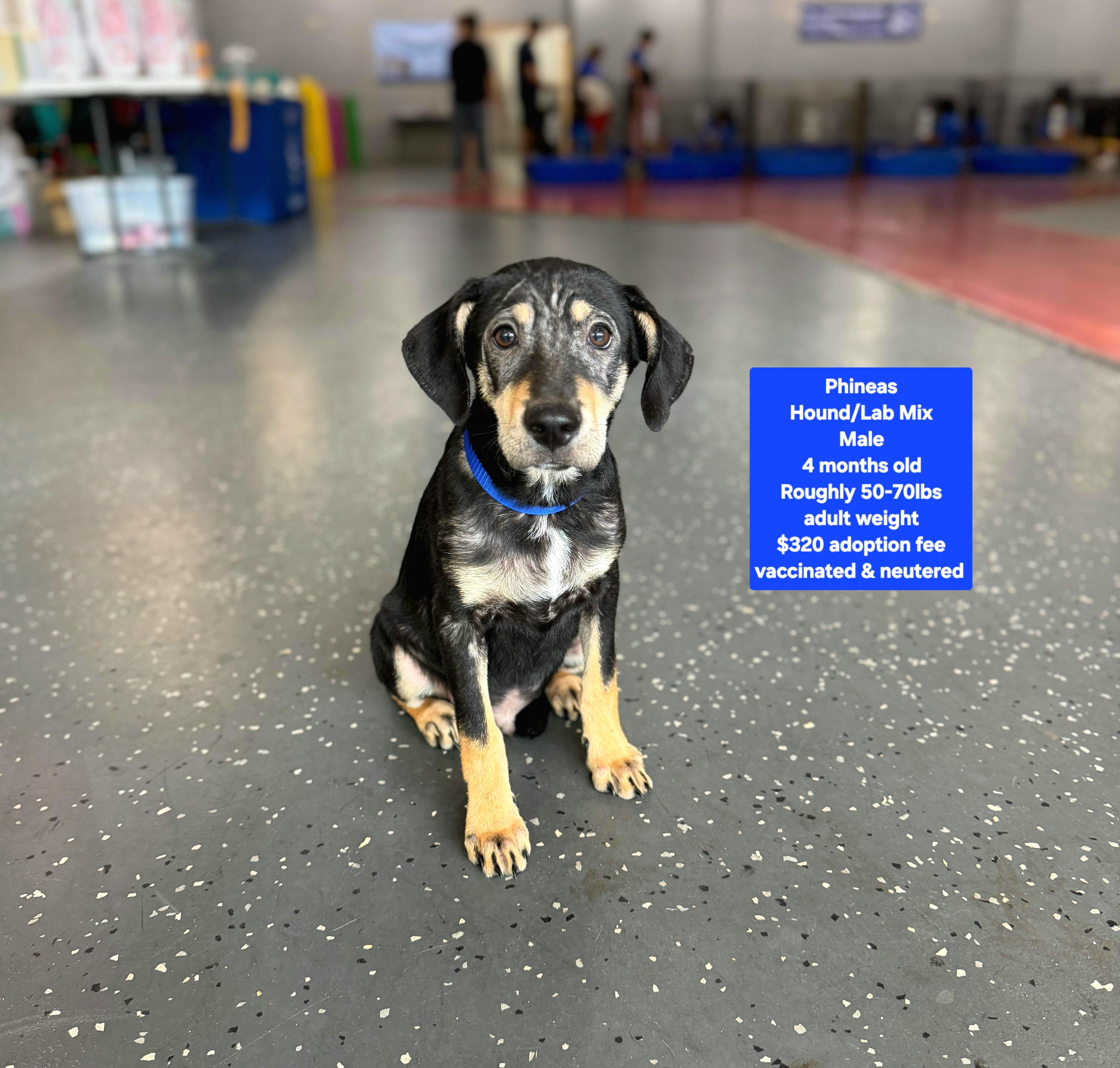 Phineas, ADOPTABLE, Puppy Male Hound & Labrador Retriever.