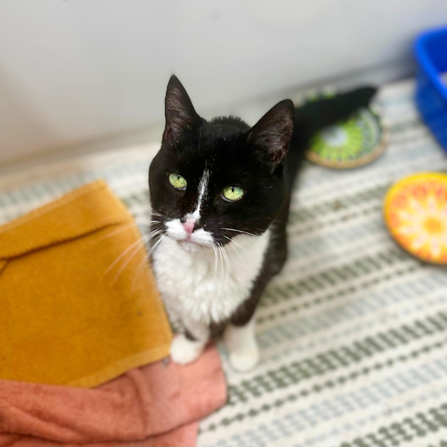 Chartreuse, a Adoptable Domestic Short Hair in Philadelphia, PA image 3/6