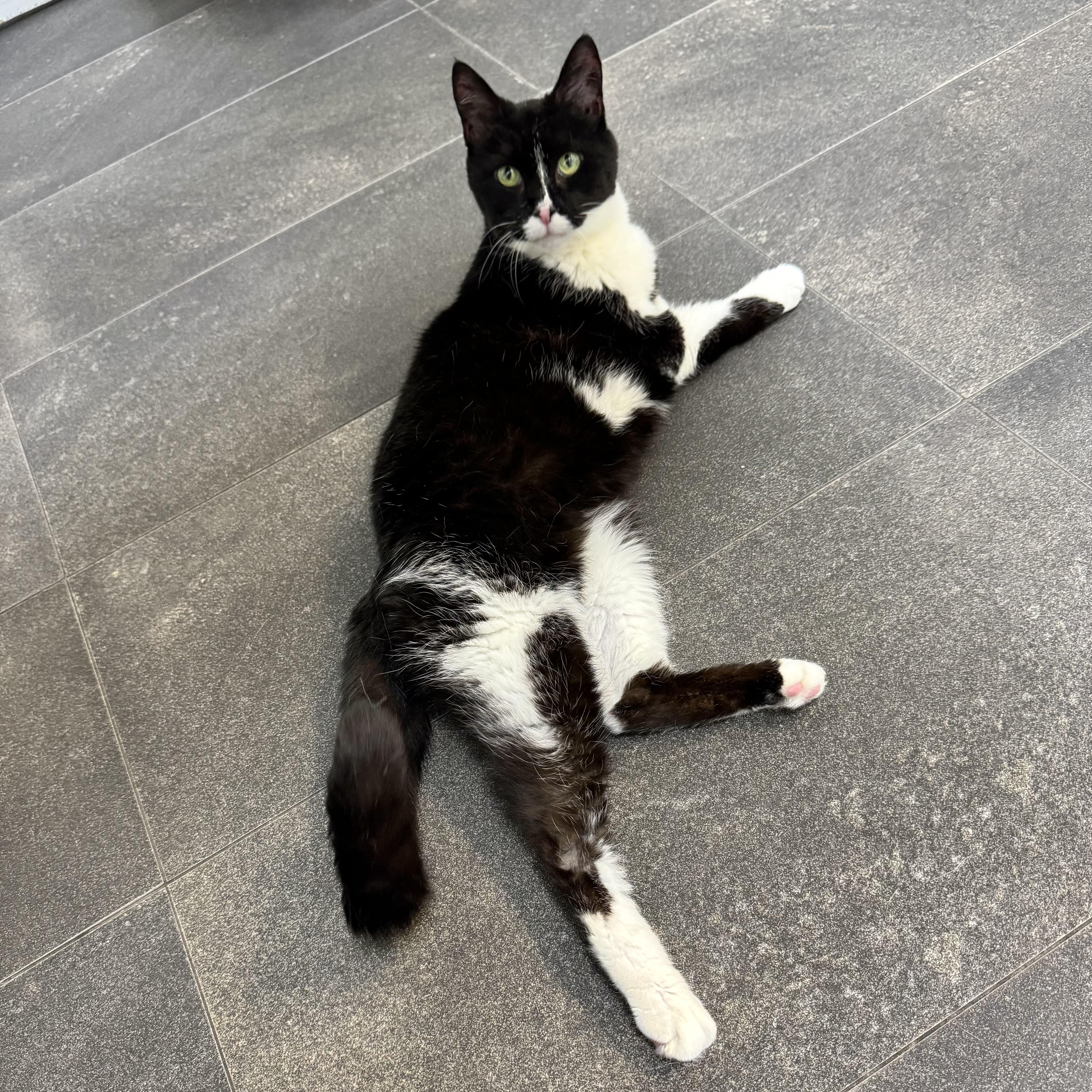 Chartreuse, a Adoptable Domestic Short Hair in Philadelphia, PA image 2/6