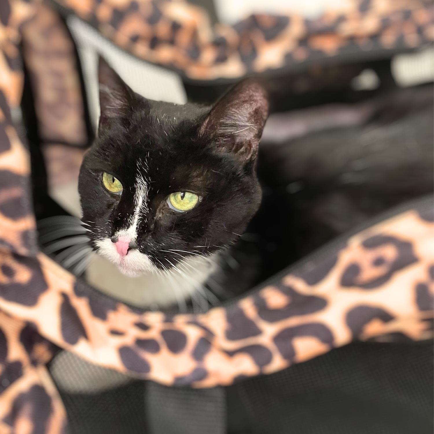 Chartreuse, a Adoptable Domestic Short Hair in Philadelphia, PA image 6/6