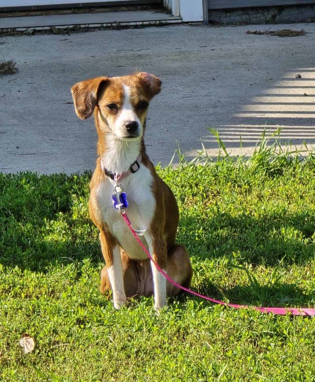 Joyce, an adoptable Italian Greyhound, Chihuahua in Jamestown, ND, 58401 | Photo Image 1