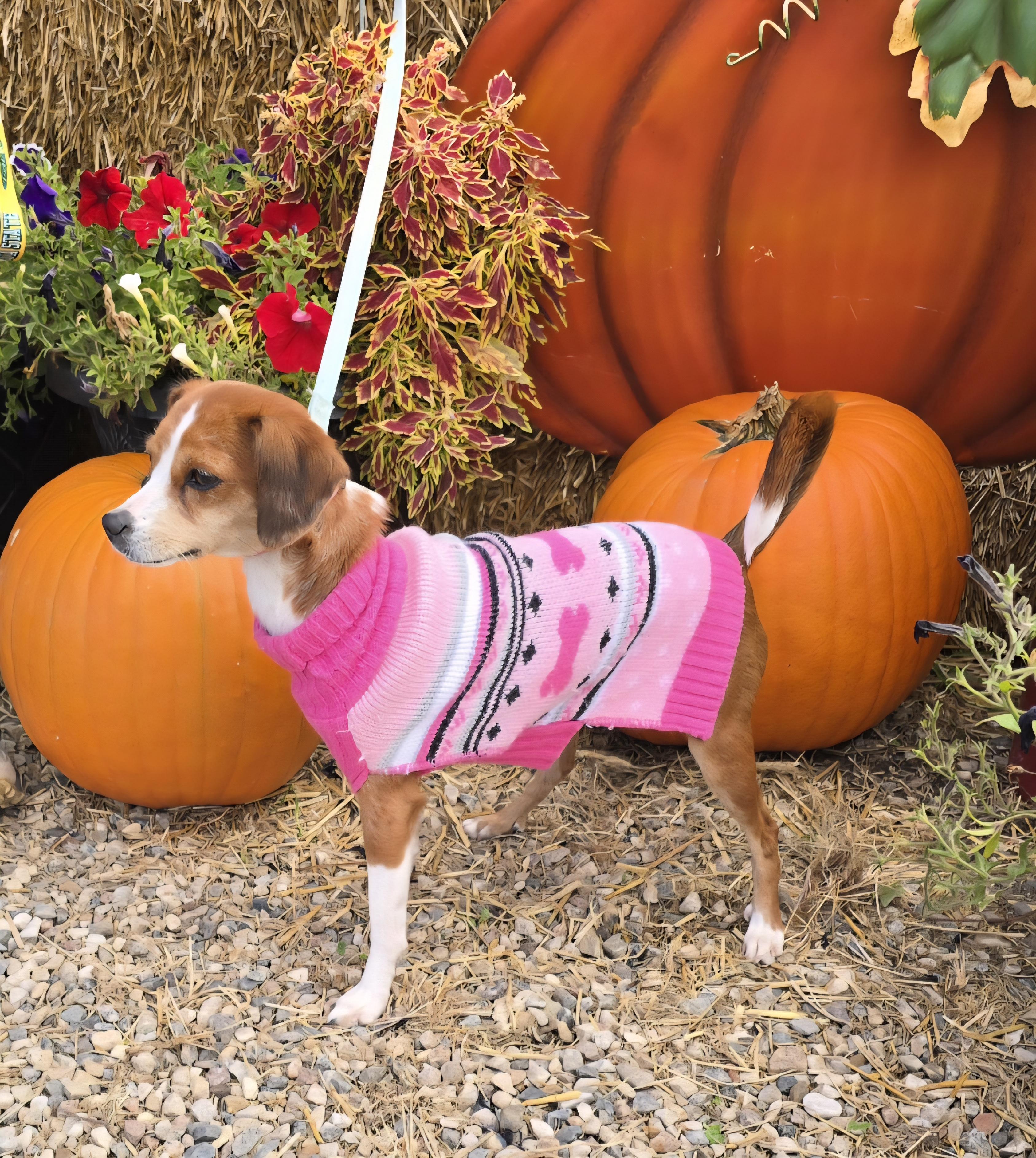 Joyce, an adoptable Italian Greyhound, Chihuahua in Jamestown, ND, 58401 | Photo Image 5