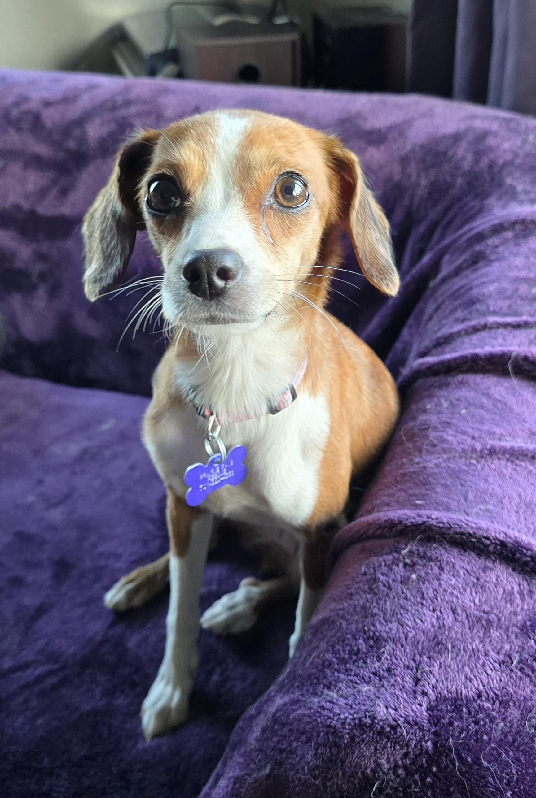 Joyce, an adoptable Italian Greyhound, Chihuahua in Jamestown, ND, 58401 | Photo Image 2