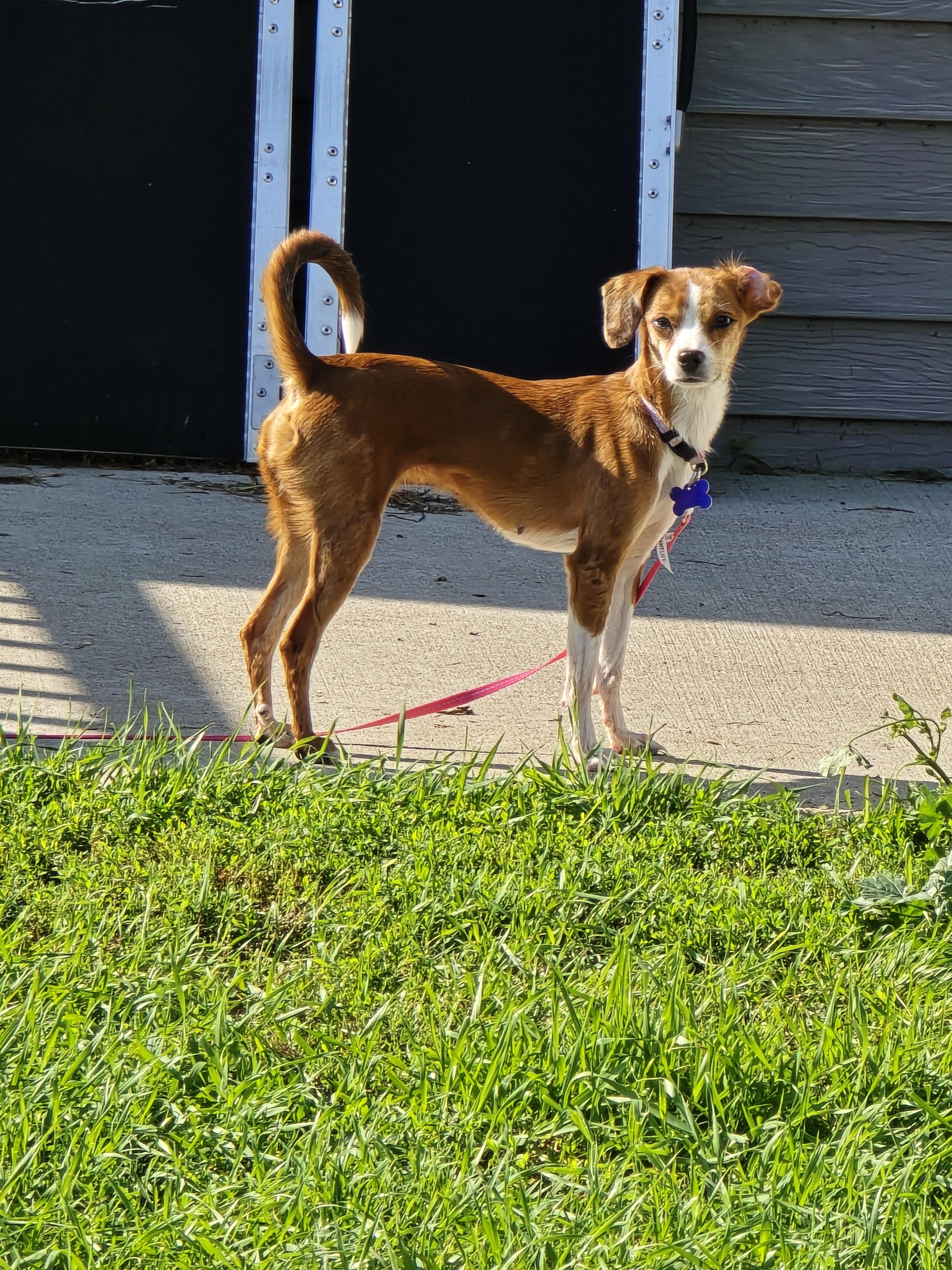 Joyce, an adoptable Italian Greyhound, Chihuahua in Jamestown, ND, 58401 | Photo Image 4