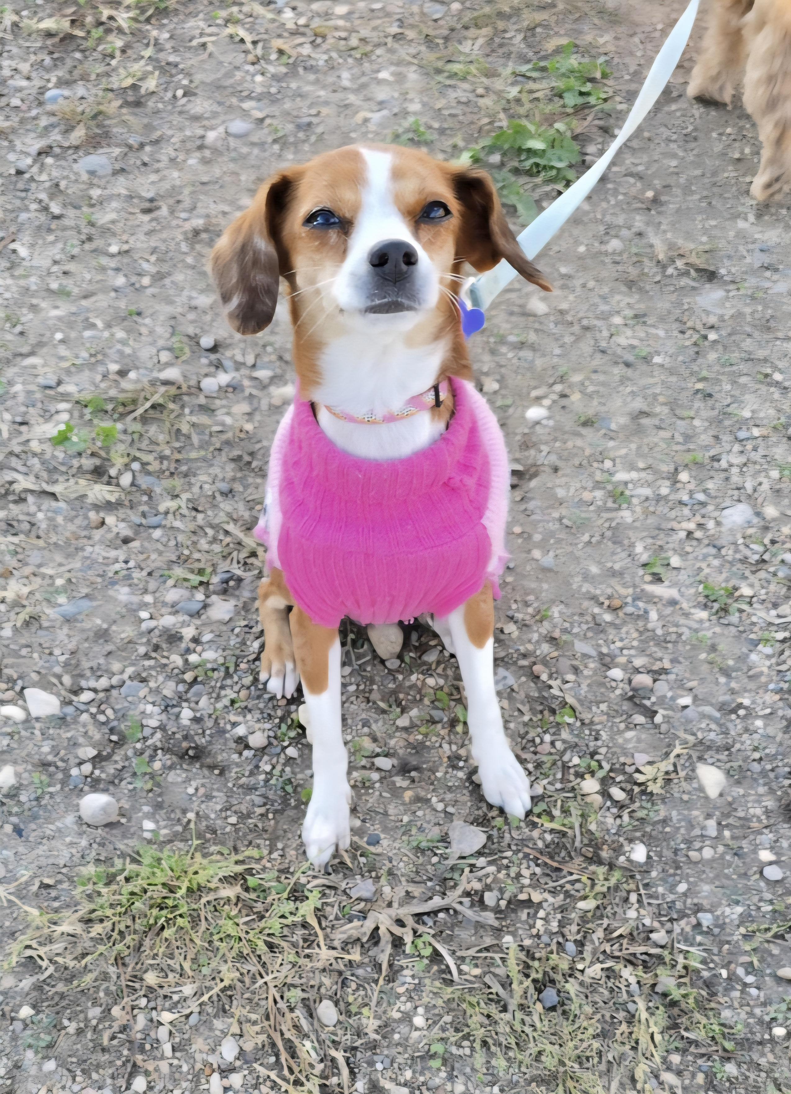 Enlarge Joyce, a Adoptable mixed breed in Jamestown, ND image 2/6