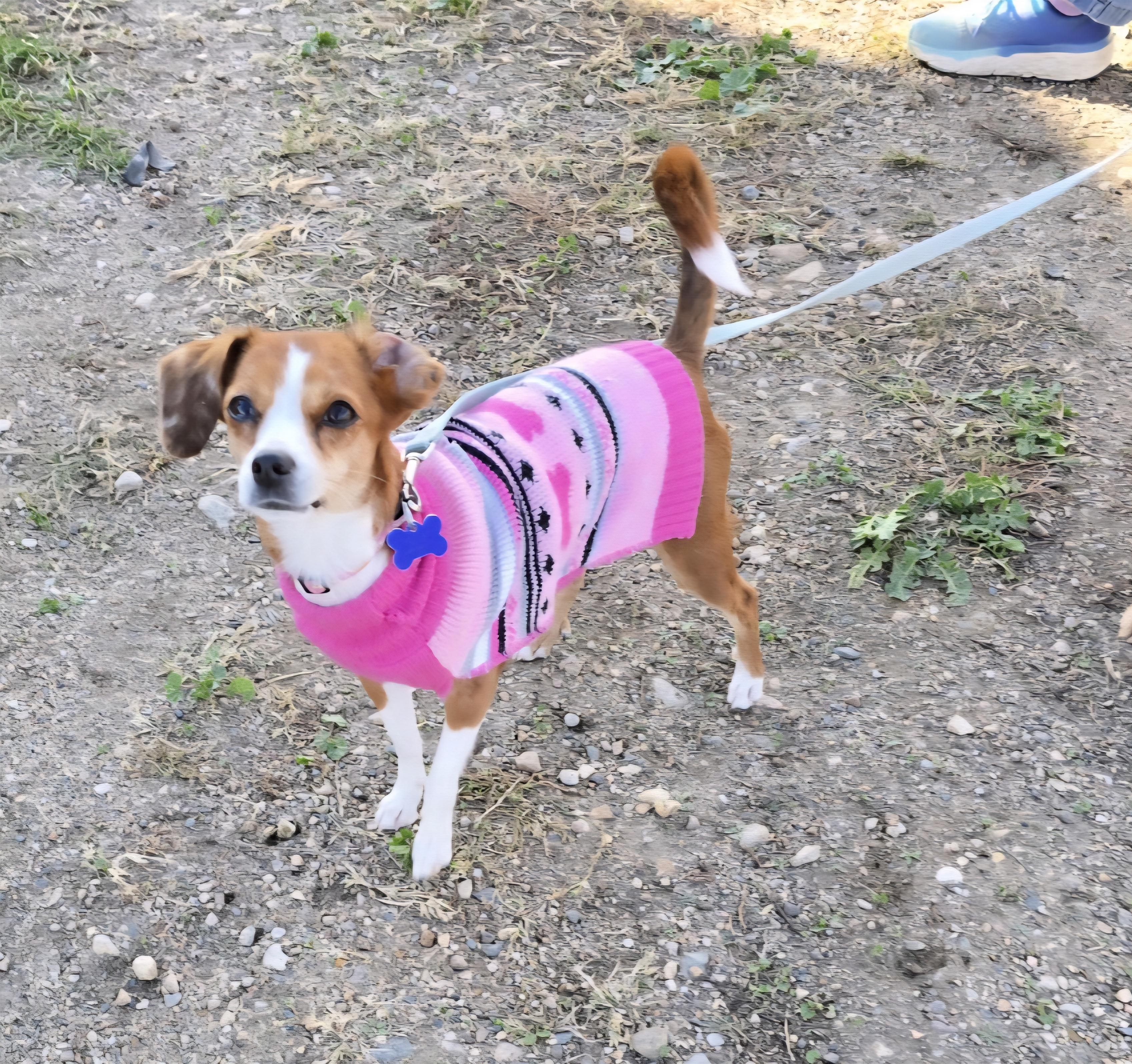 Joyce, an adoptable Italian Greyhound, Chihuahua in Jamestown, ND, 58401 | Photo Image 1