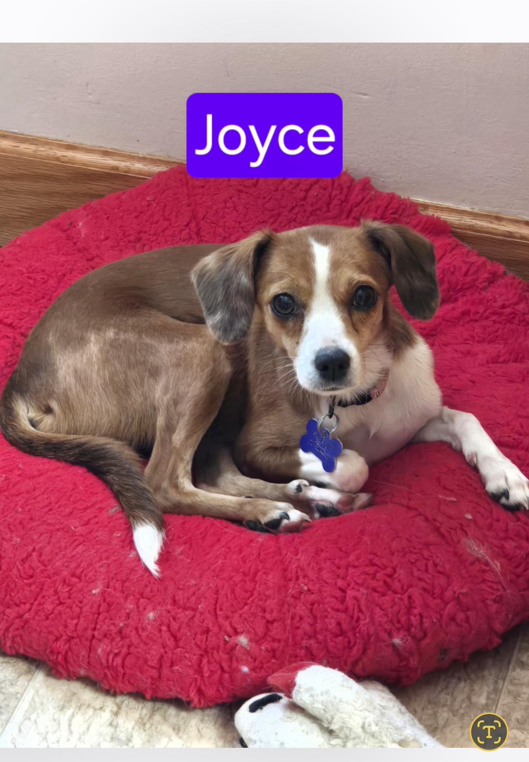 Joyce, Adoptable, Adult Female Italian Greyhound & Chihuahua.