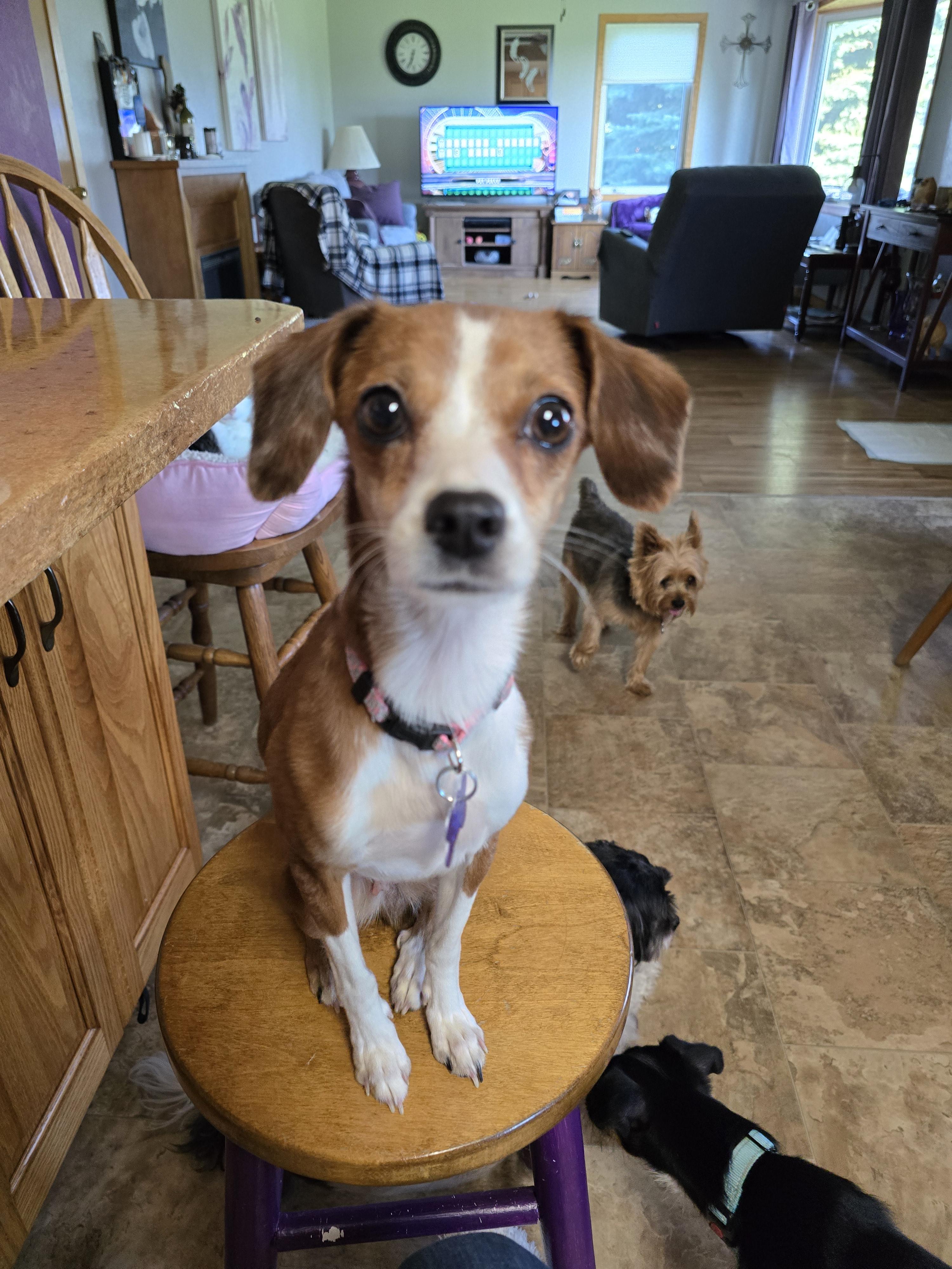 Joyce, an adoptable Italian Greyhound, Chihuahua in Jamestown, ND, 58401 | Photo Image 6