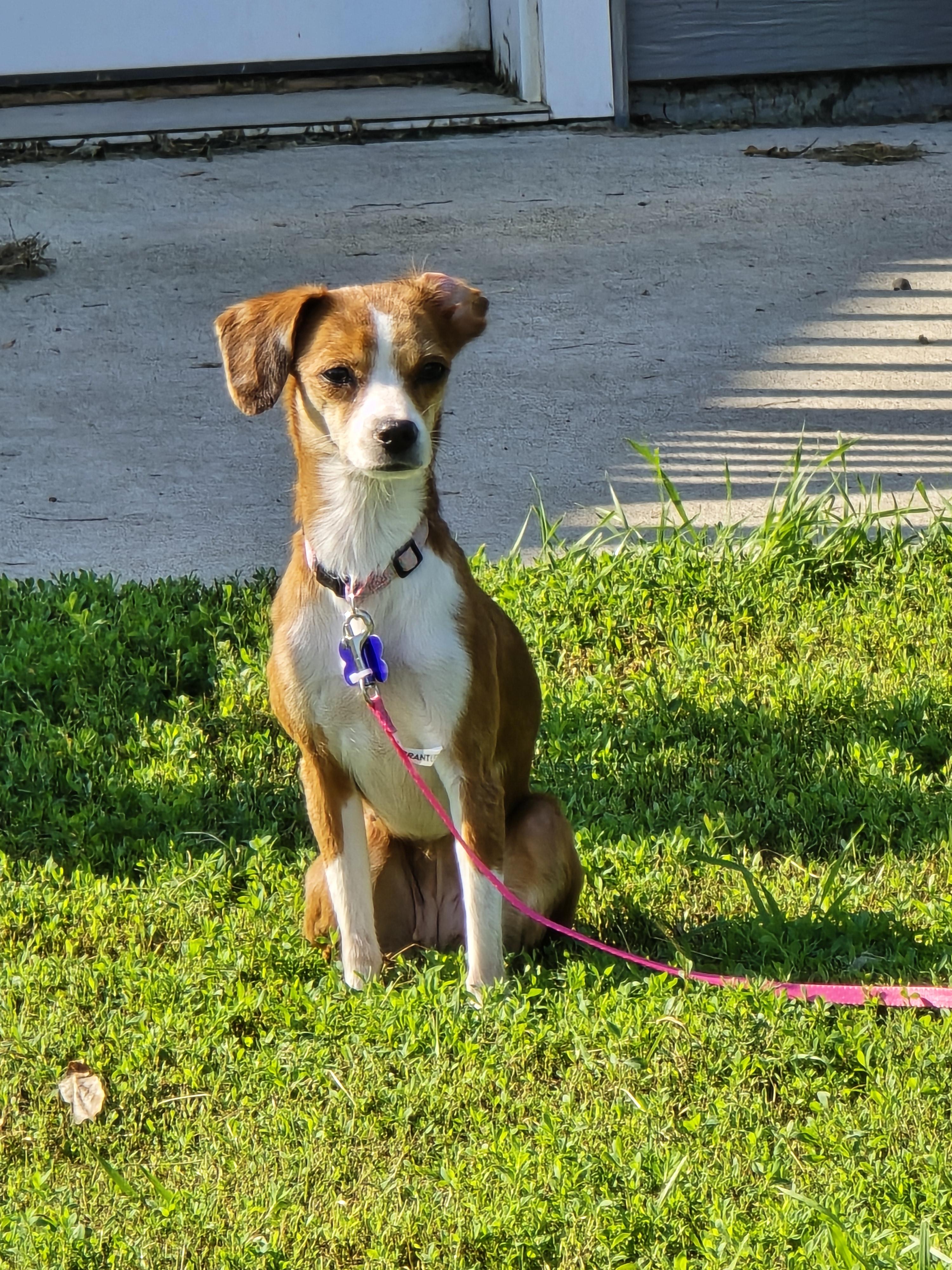 Joyce, an adoptable Italian Greyhound, Chihuahua in Jamestown, ND, 58401 | Photo Image 5