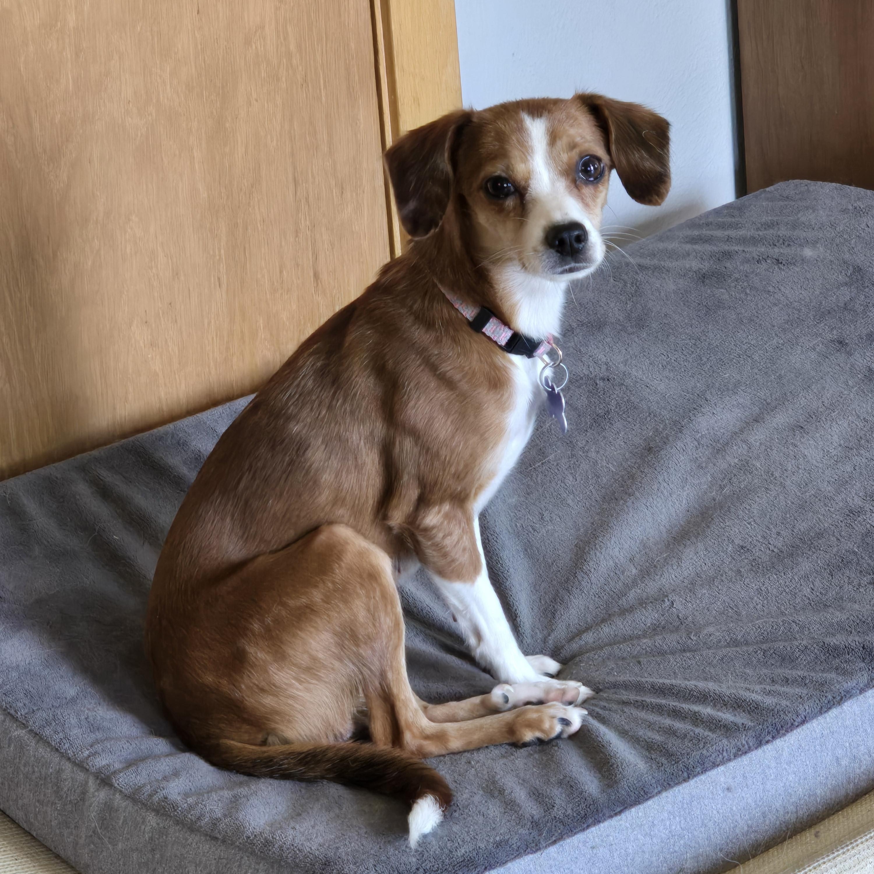 Enlarge Joyce, a Adoptable mixed breed in Jamestown, ND image 6/6