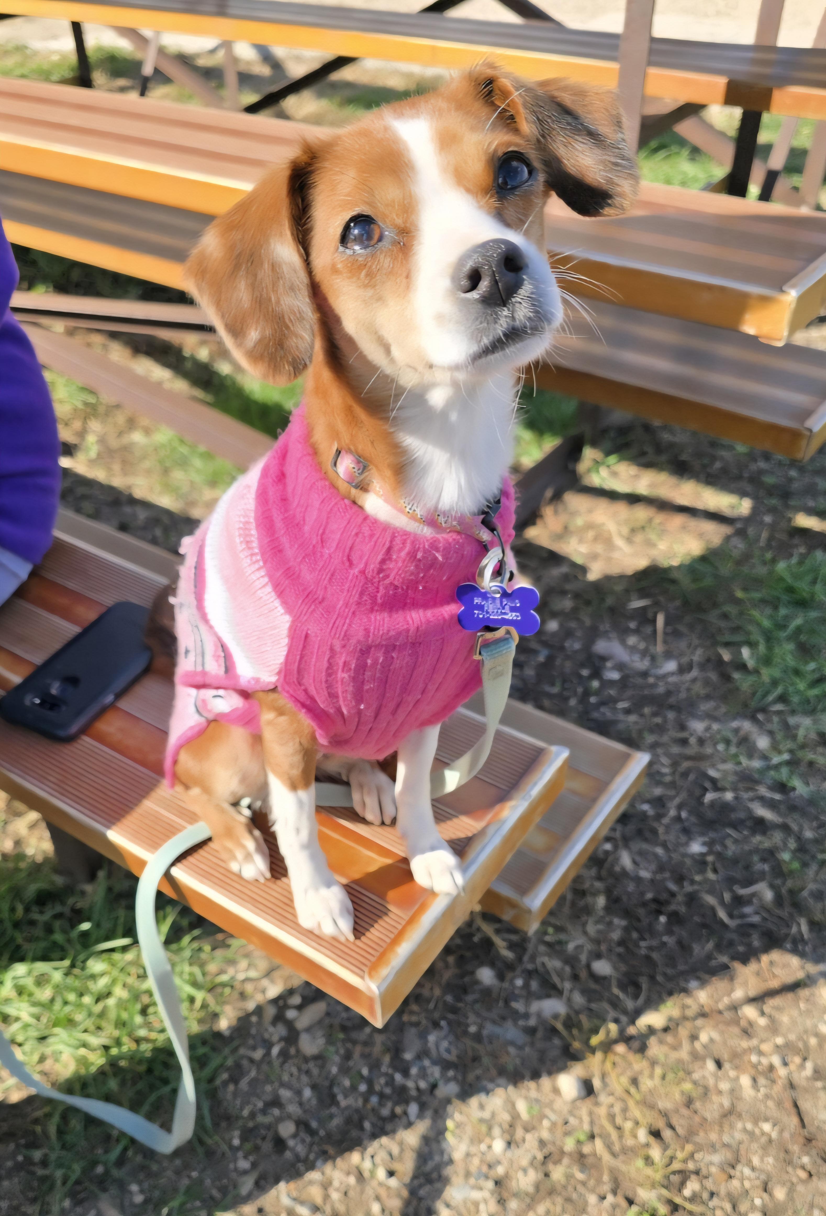 Enlarge Joyce, a Adoptable mixed breed in Jamestown, ND image 4/6