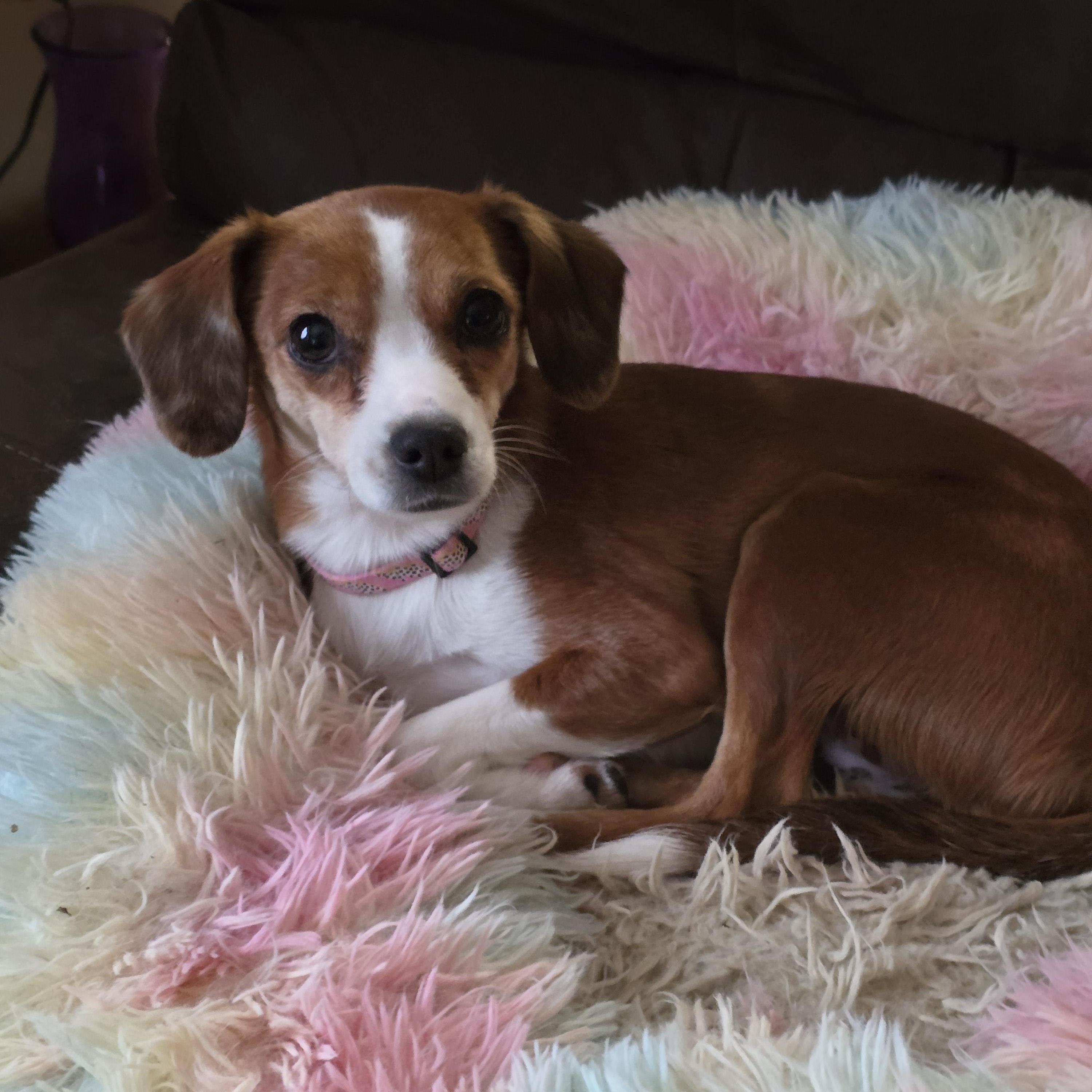Joyce, Adoptable, Adult Female Italian Greyhound & Chihuahua.