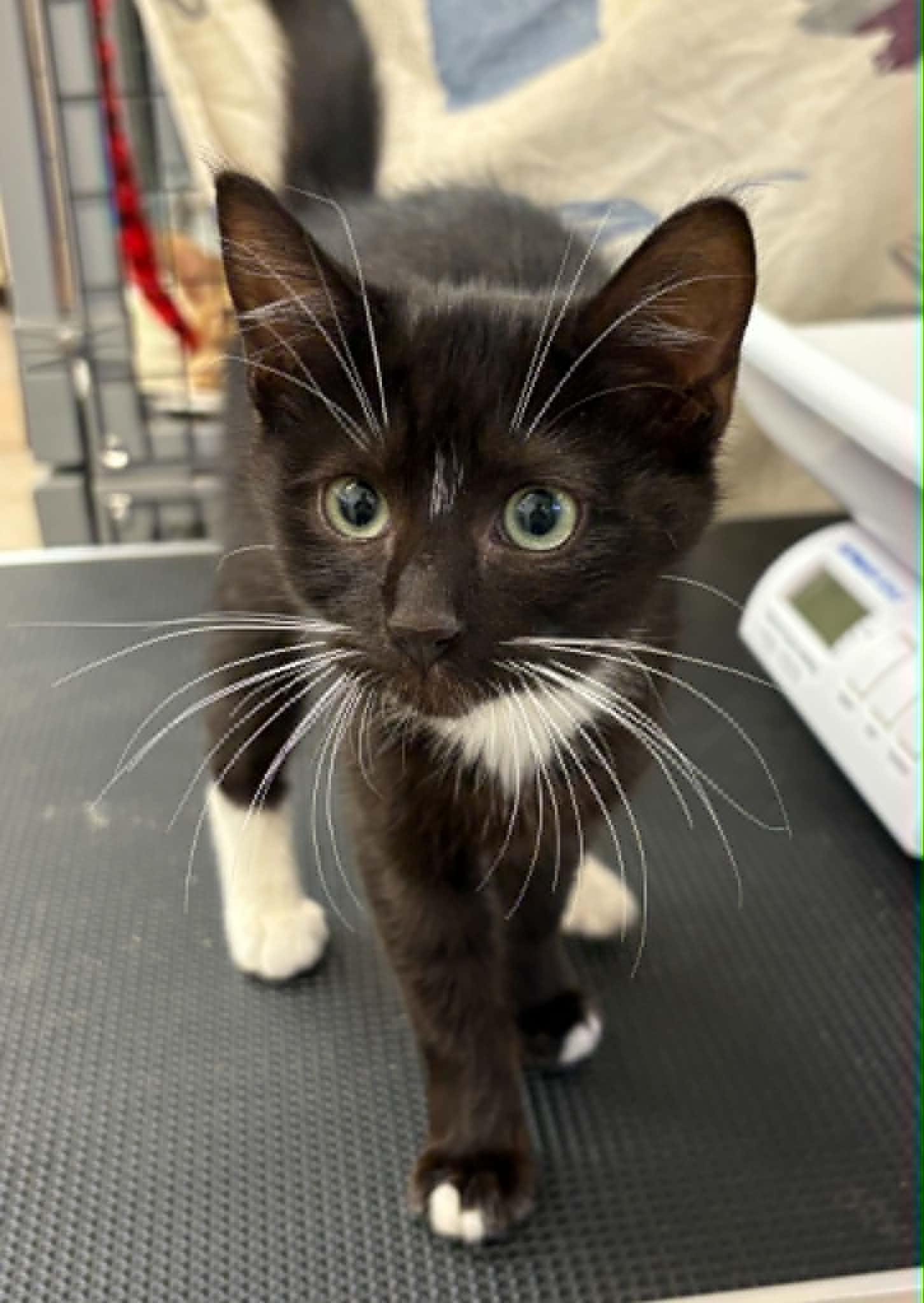 Enlarge D'Angelo, an adopted mixed breed in Grants Pass, OR image 1/2
