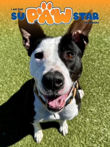 Wattles, Adoptable, Adult Female Mixed Breed & Mixed Breed.