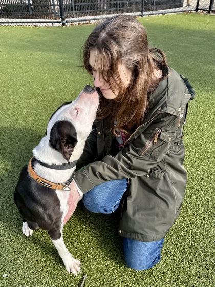 Wattles, Adoptable, Adult Female Mixed Breed & Mixed Breed.