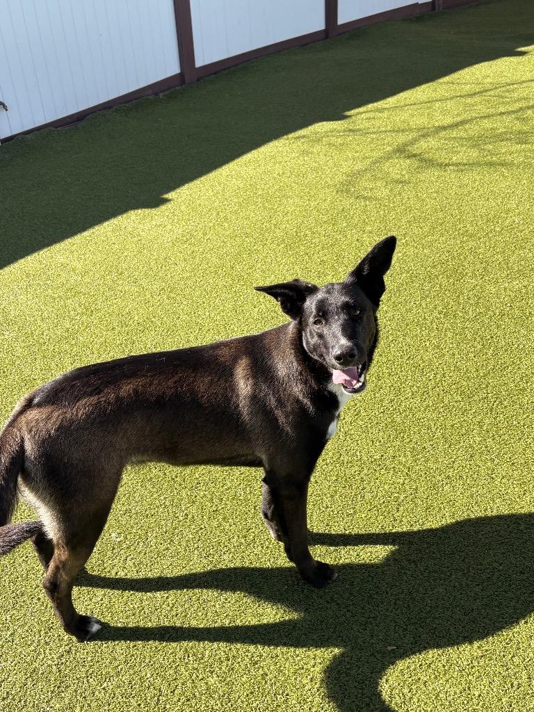 Enlarge Lilly, a Adoptable mixed breed in Heber City, UT image 1/2