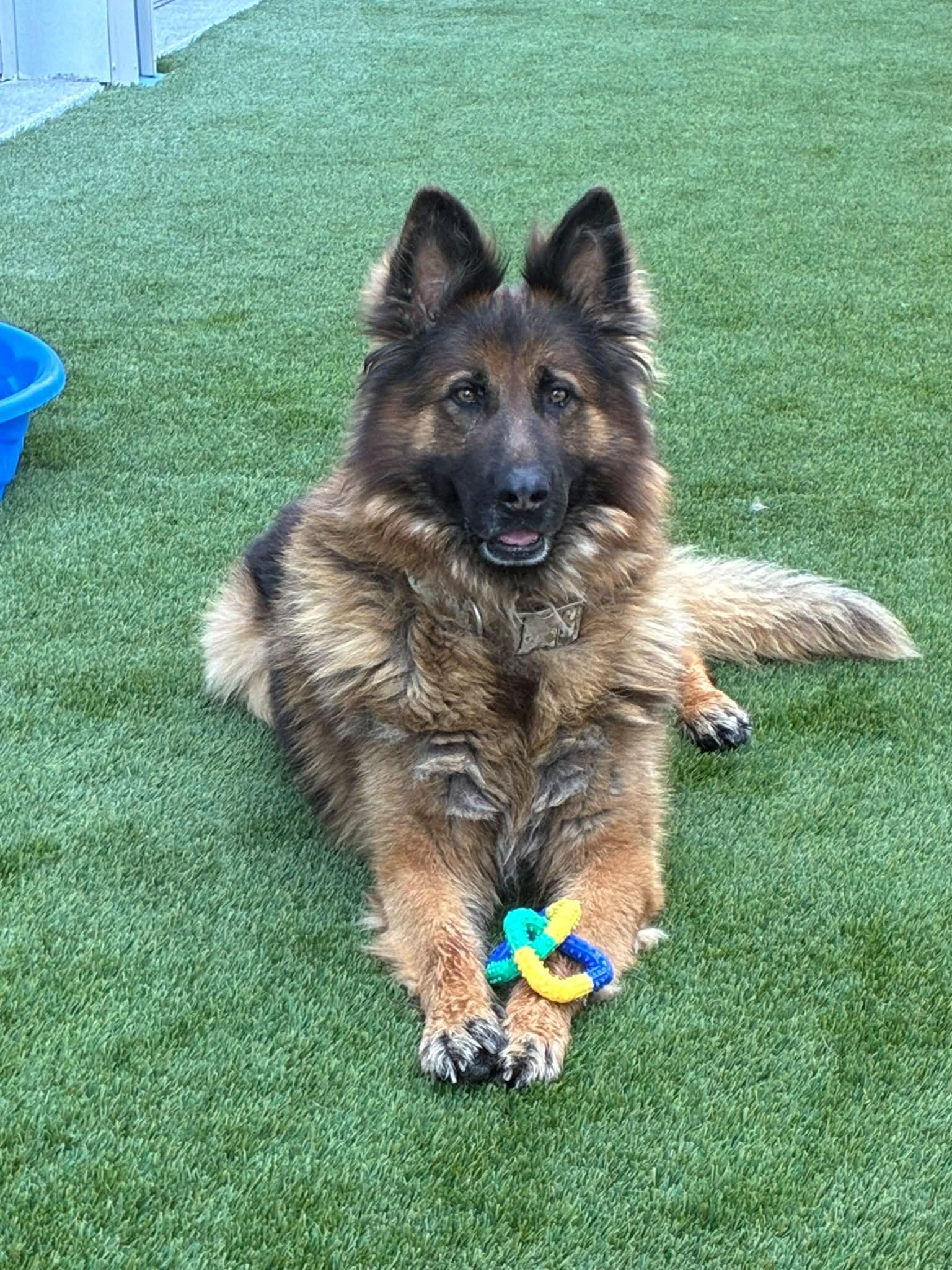 Grizz, Adoptable, Adult Male German Shepherd Dog.