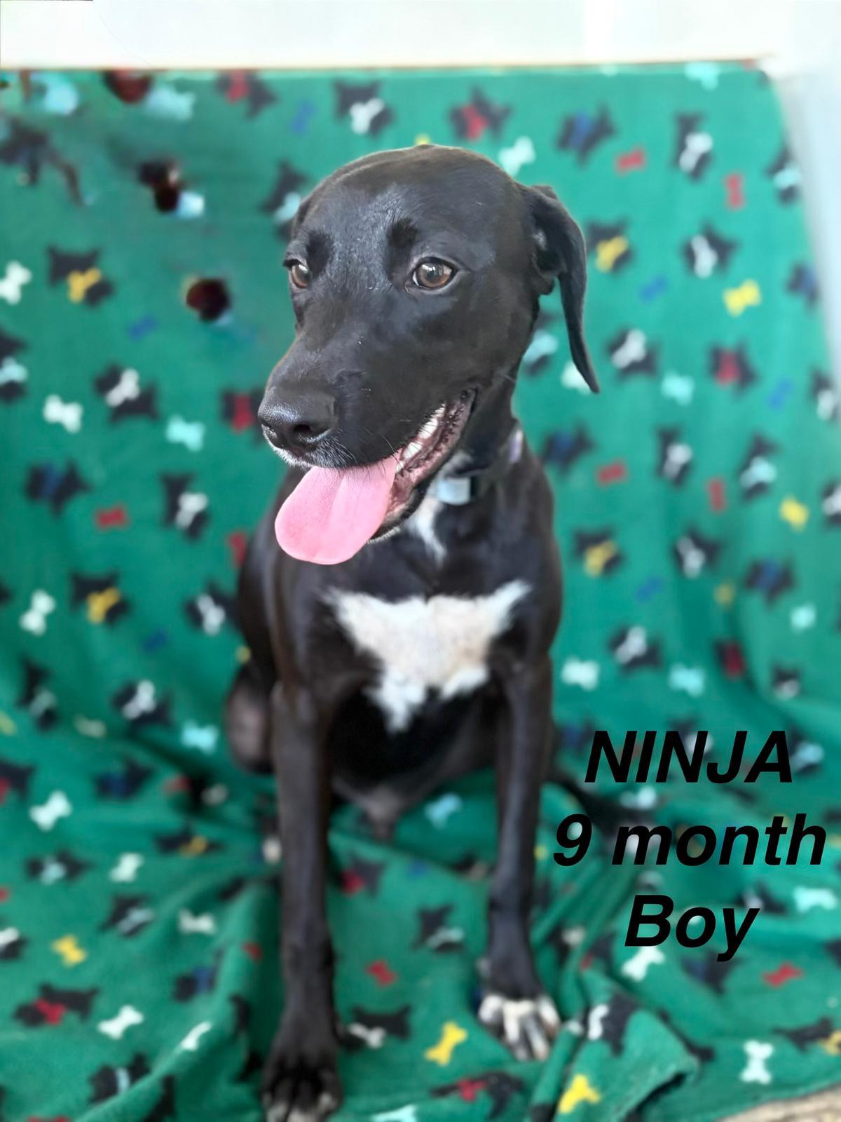 Enlarge Ninja, a ADOPTABLE mixed breed in Ardara, PA image 1/3