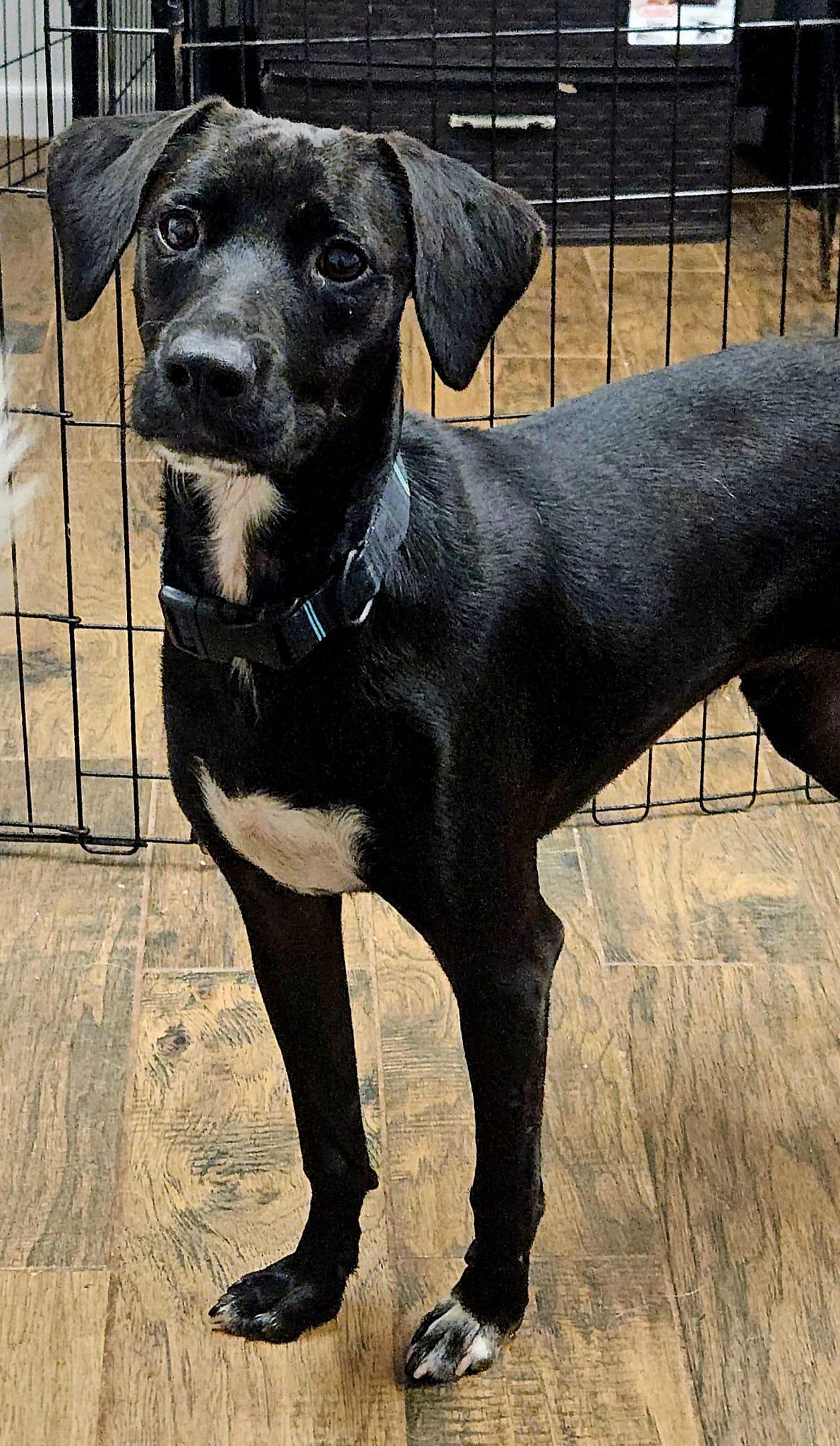 Enlarge Ninja, a ADOPTABLE mixed breed in Ardara, PA image 3/3