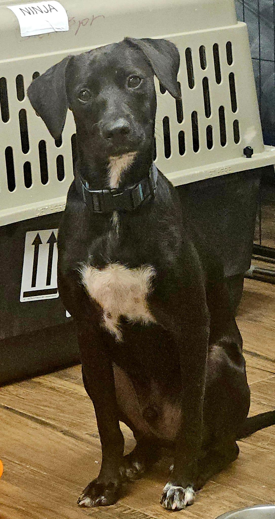 Enlarge Ninja, a ADOPTABLE mixed breed in Ardara, PA image 2/3