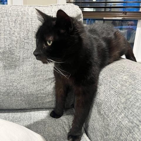 HANK, a ADOPTABLE mixed breed in Huntington, NY image 3/5