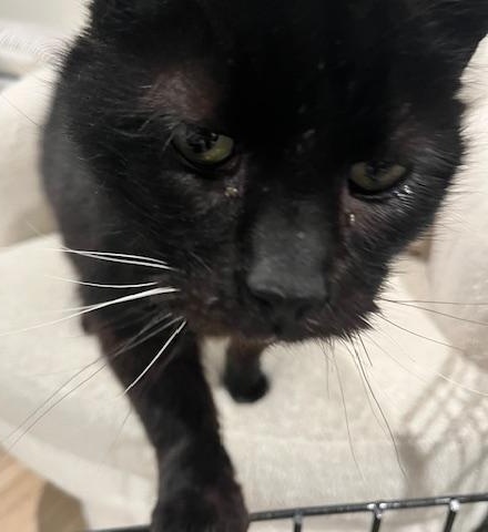 HANK, a ADOPTABLE mixed breed in Huntington, NY image 4/5