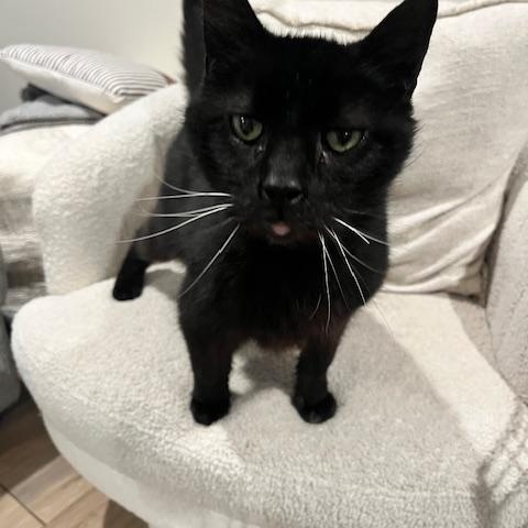 HANK, a ADOPTABLE mixed breed in Huntington, NY image 2/5