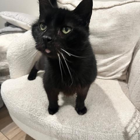 HANK, a ADOPTABLE mixed breed in Huntington, NY image 1/5