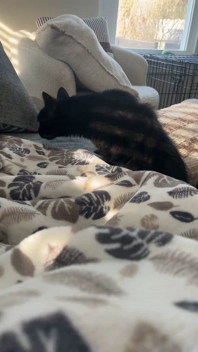 Enlarge HANK, a ADOPTABLE mixed breed in Huntington, NY video 5/5