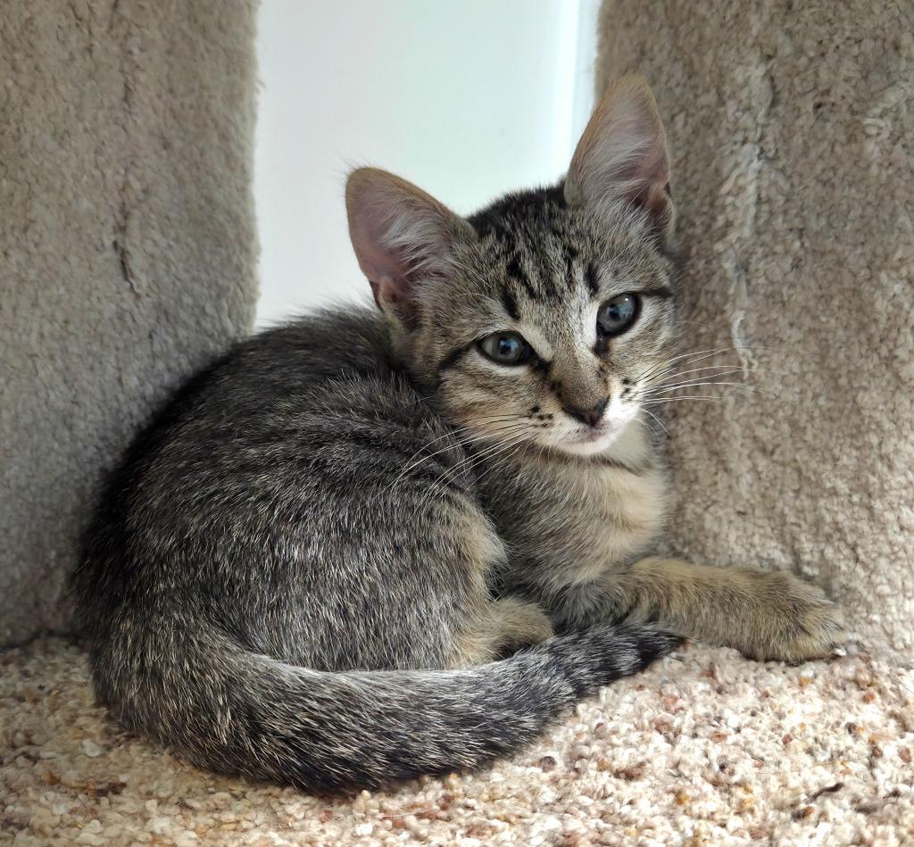 Creek, a Adoptable mixed breed in Gold Beach, OR image 2/2