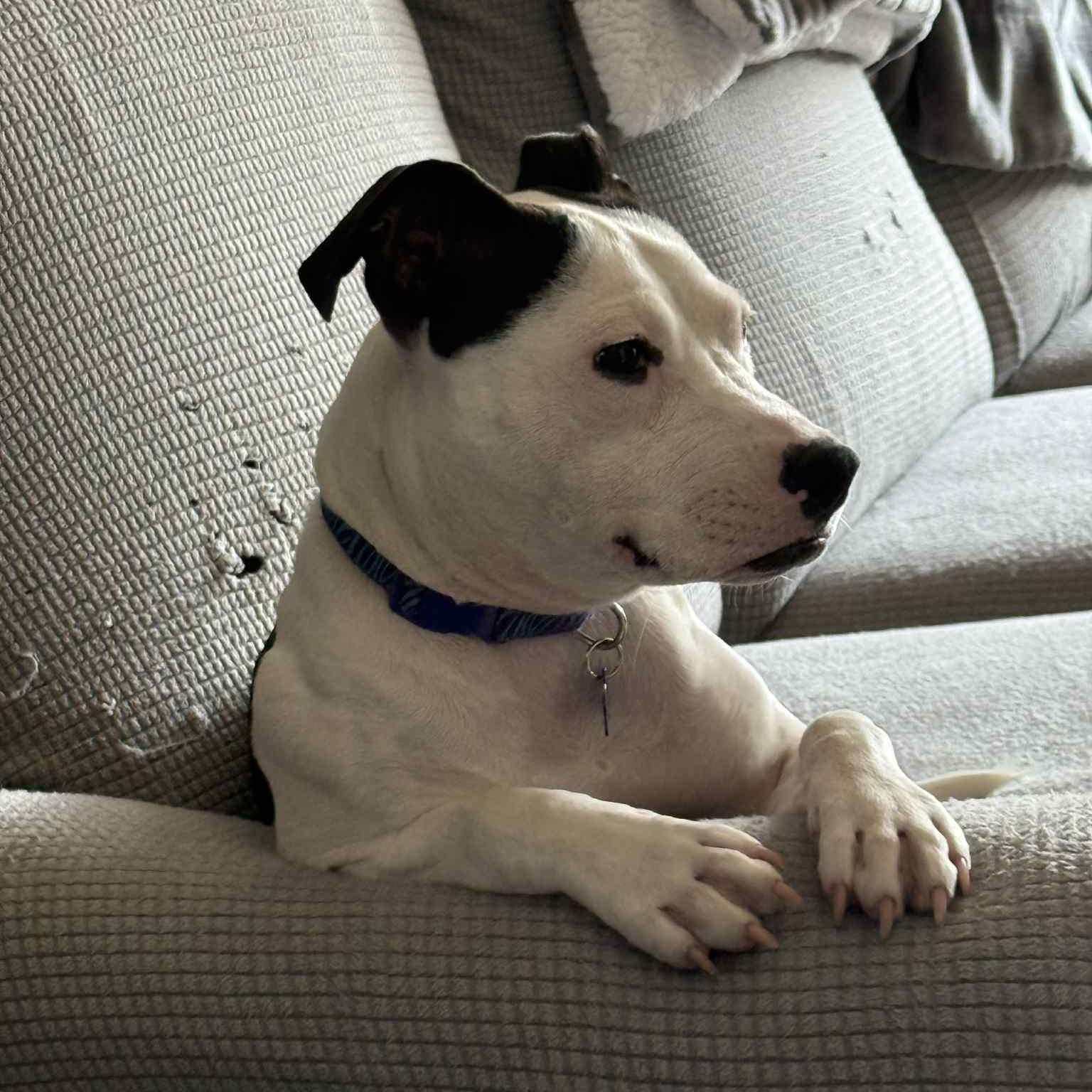 Enlarge Xena ~ $0 adoption fee, a Adoptable mixed breed in Plainfield, IL image 4/5