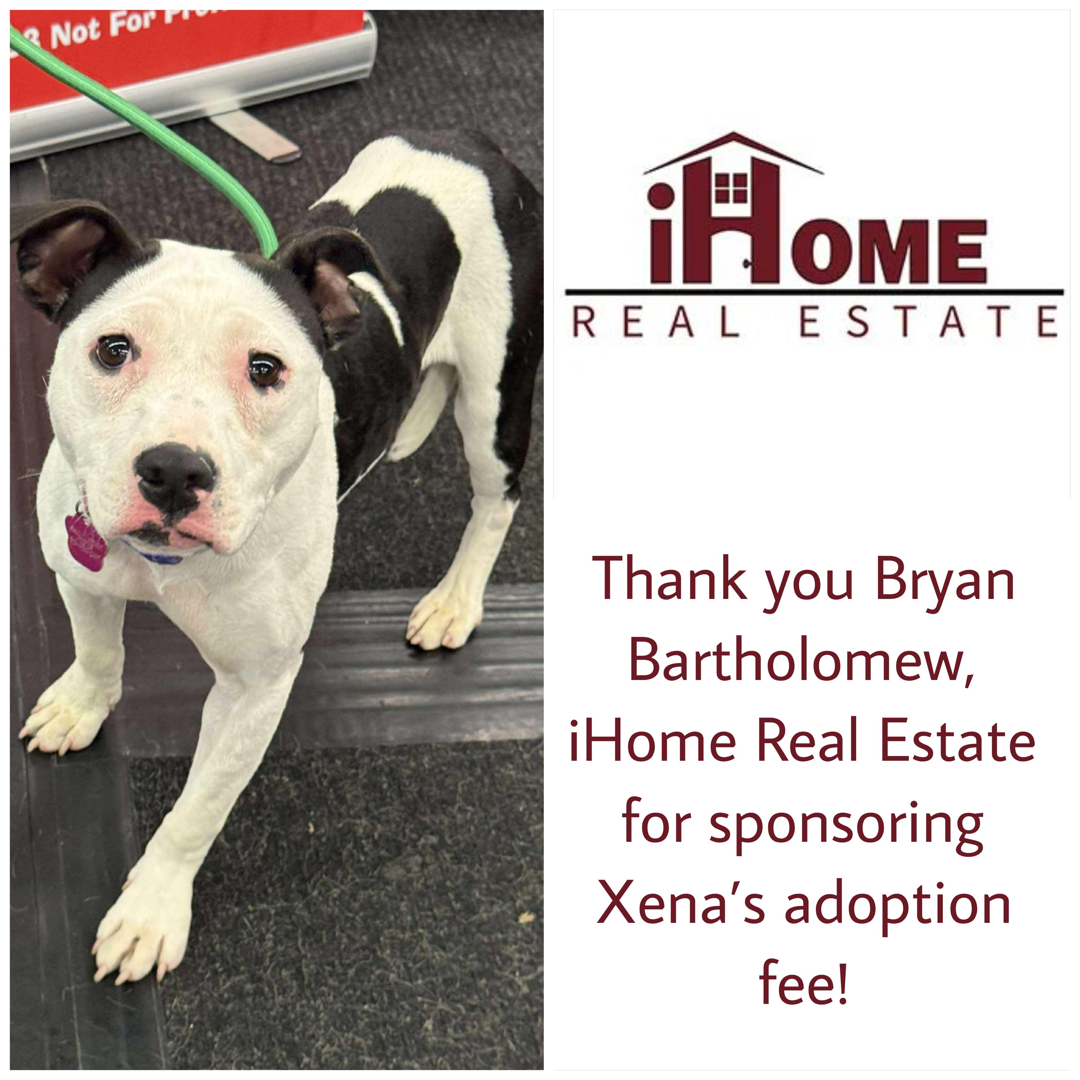 Xena ~ $0 adoption fee, Adoptable, Young Female Pit Bull Terrier.