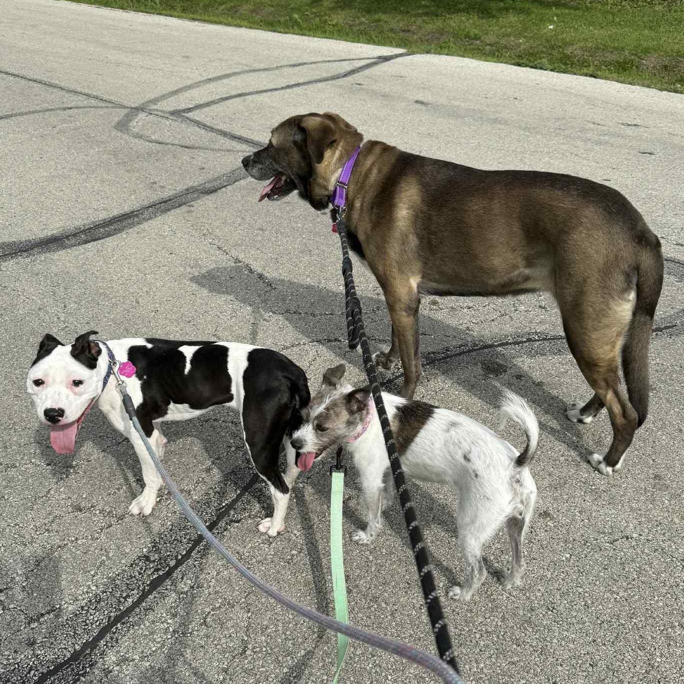 Enlarge Xena ~ $0 adoption fee, a Adoptable mixed breed in Plainfield, IL image 3/5