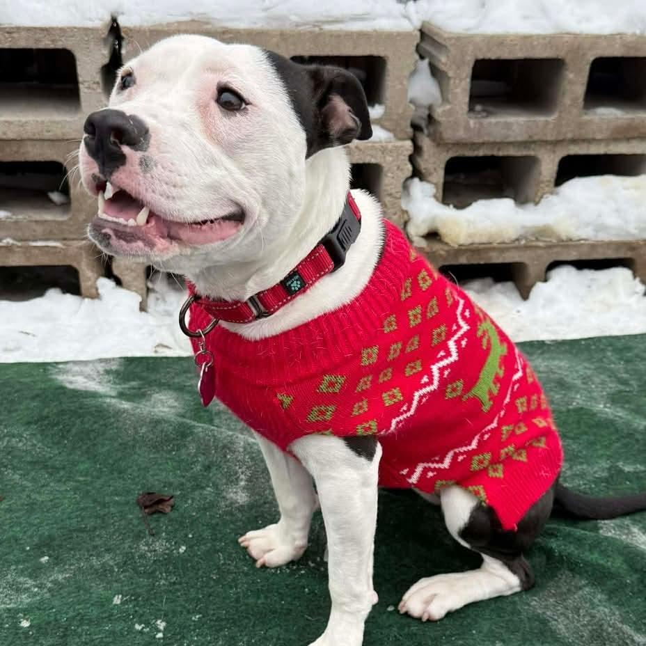 Enlarge Xena ~ $0 adoption fee, a other mixed breed in Plainfield, IL image 4/6