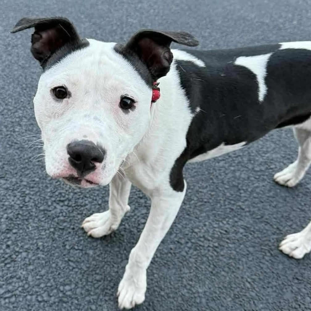 Xena ~ $0 adoption fee, Adoptable, Young Female Pit Bull Terrier.