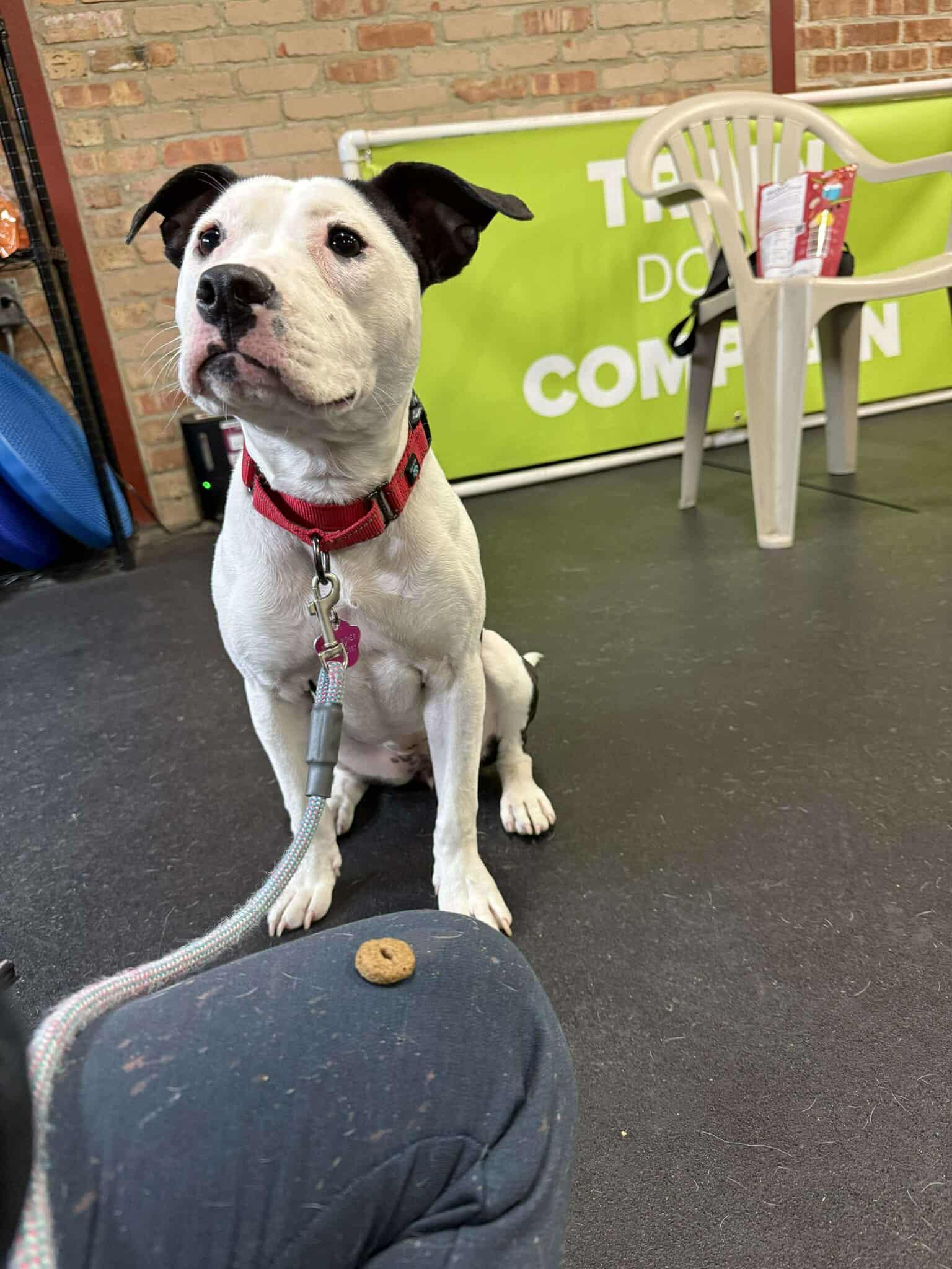 Enlarge Xena ~ $0 adoption fee, a Adoptable mixed breed in Plainfield, IL image 2/5