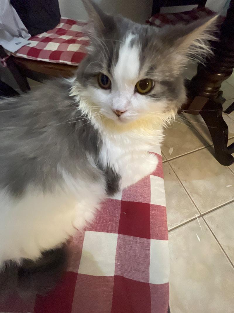 Missy, ADOPTABLE, Young Female Domestic Long Hair.