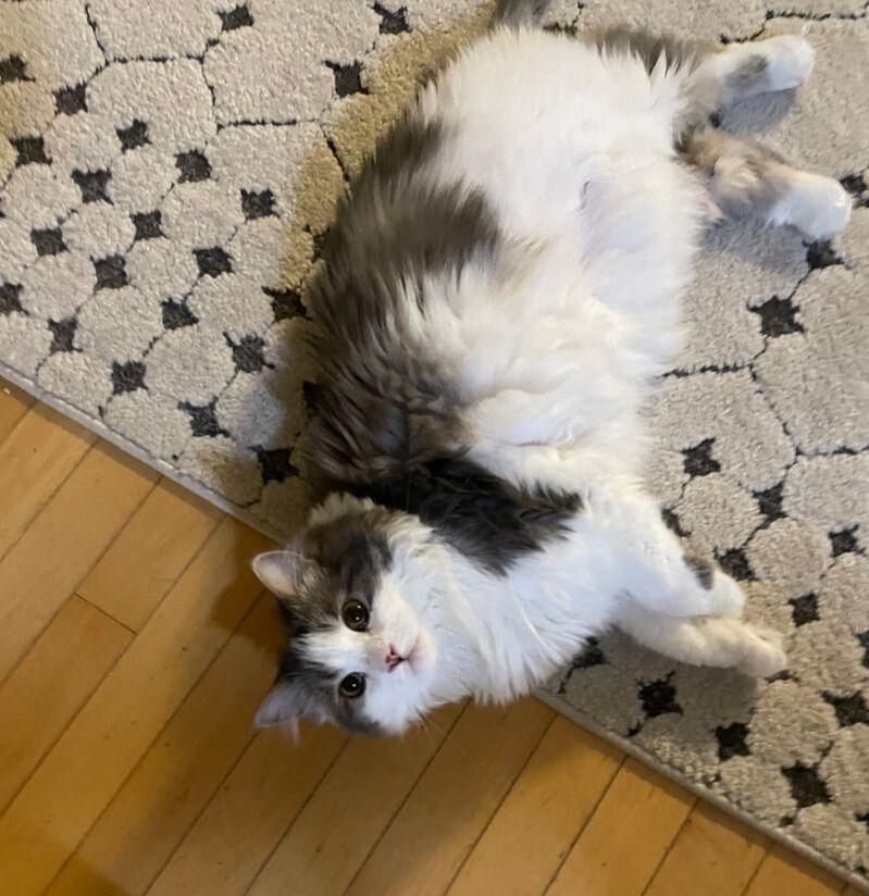 Enlarge Missy, a ADOPTABLE mixed breed in Mississauga, ON image 2/3