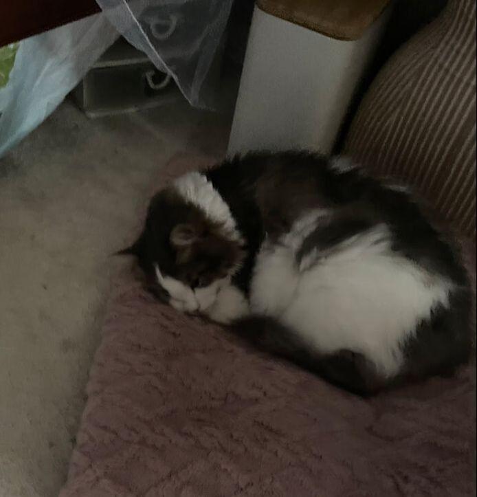 Enlarge Missy, a ADOPTABLE mixed breed in Mississauga, ON image 3/3