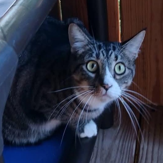 Enlarge Freida, a Adoptable Domestic Short Hair in St. Marys, WV image 1/3