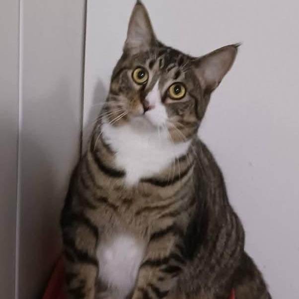 Enlarge Freida, a Adoptable Domestic Short Hair in St. Marys, WV image 2/3