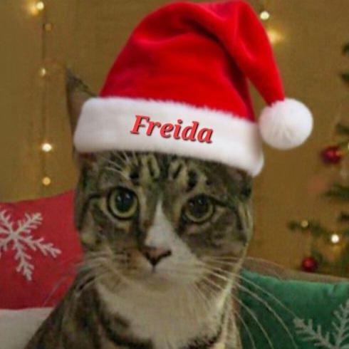 Freida, a Adoptable Domestic Short Hair in St. Marys, WV image 1/2