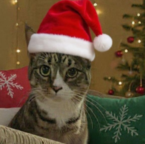 Freida, a Adoptable Domestic Short Hair in St. Marys, WV image 2/2