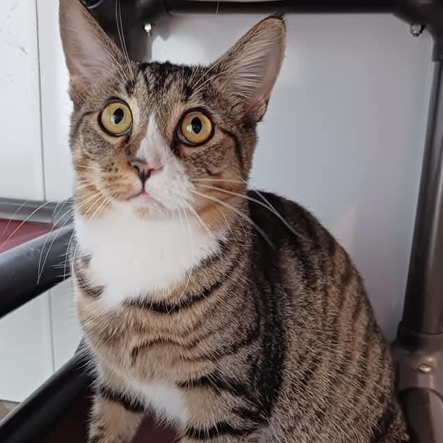 Freida, Adoptable, Adult Female Domestic Short Hair.