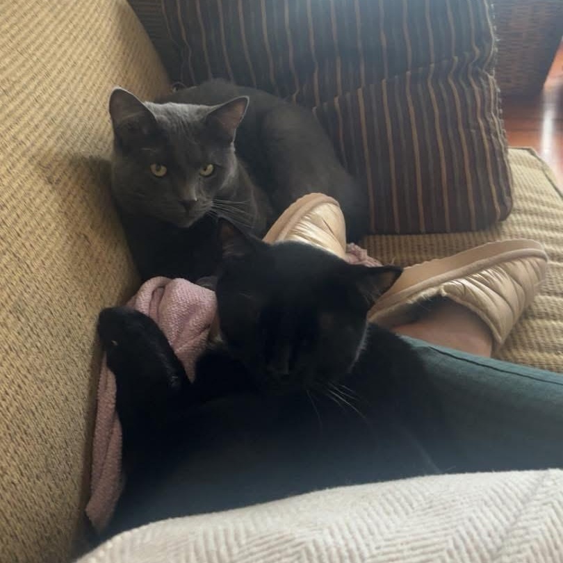 Enlarge Smokey & Midnight (bonded brothers), a Adoptable Domestic Short Hair in Cortland, NY image 2/4