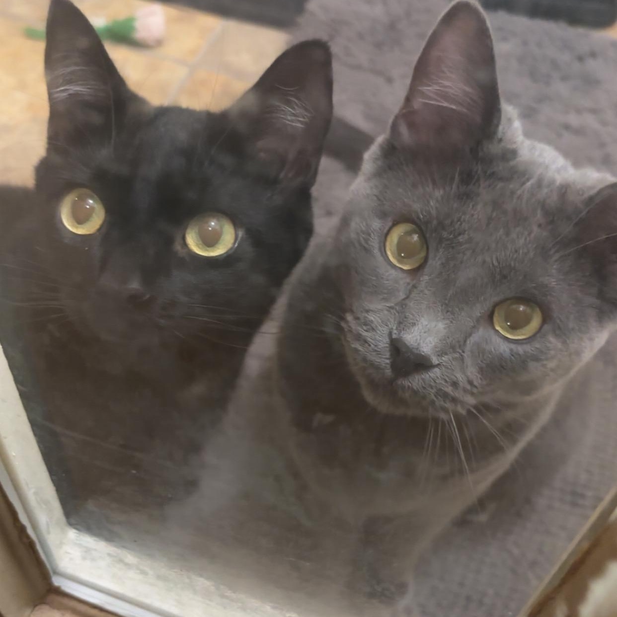 Enlarge Smokey & Midnight (bonded brothers), a Adoptable Domestic Short Hair in Cortland, NY image 1/4